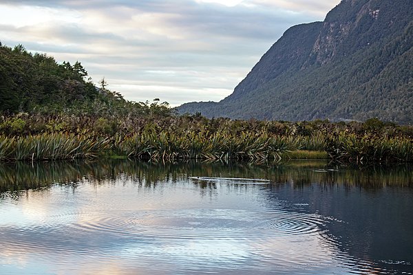 hazelwright's tweet photo. New artwork for sale! - "Mirror lake, between Te Anua and Milford Sound, New Zealand" - https://t.co/8vRwseEChg @fineartamerica https://t.co/FB3EUlHCqK