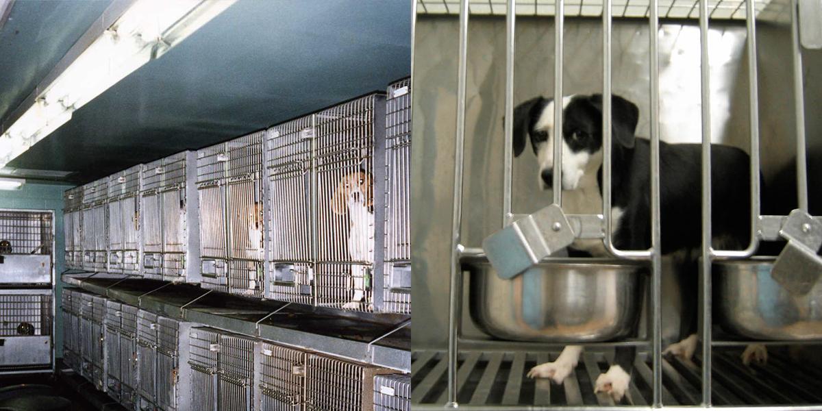 peta's tweet photo. Roughly 60,000 dogs are LOCKED UP in U.S. laboratories right now — alone, afraid, and in pain. 

TAKE ACTION to help them now. #WW4AIL 👉 https://t.co/f6IKcLnOdE https://t.co/Acq9JBf1C6