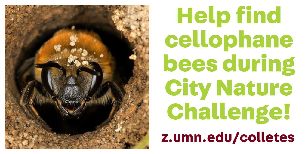 UMNBeeLab_Squad's tweet photo. Twin Cities bee folks! Help UMN Bee Lab's @juliabonz find cellophane bee nests so we can learn more about them. https://t.co/HXLu2Xe1iT https://t.co/6hHTw80Lag