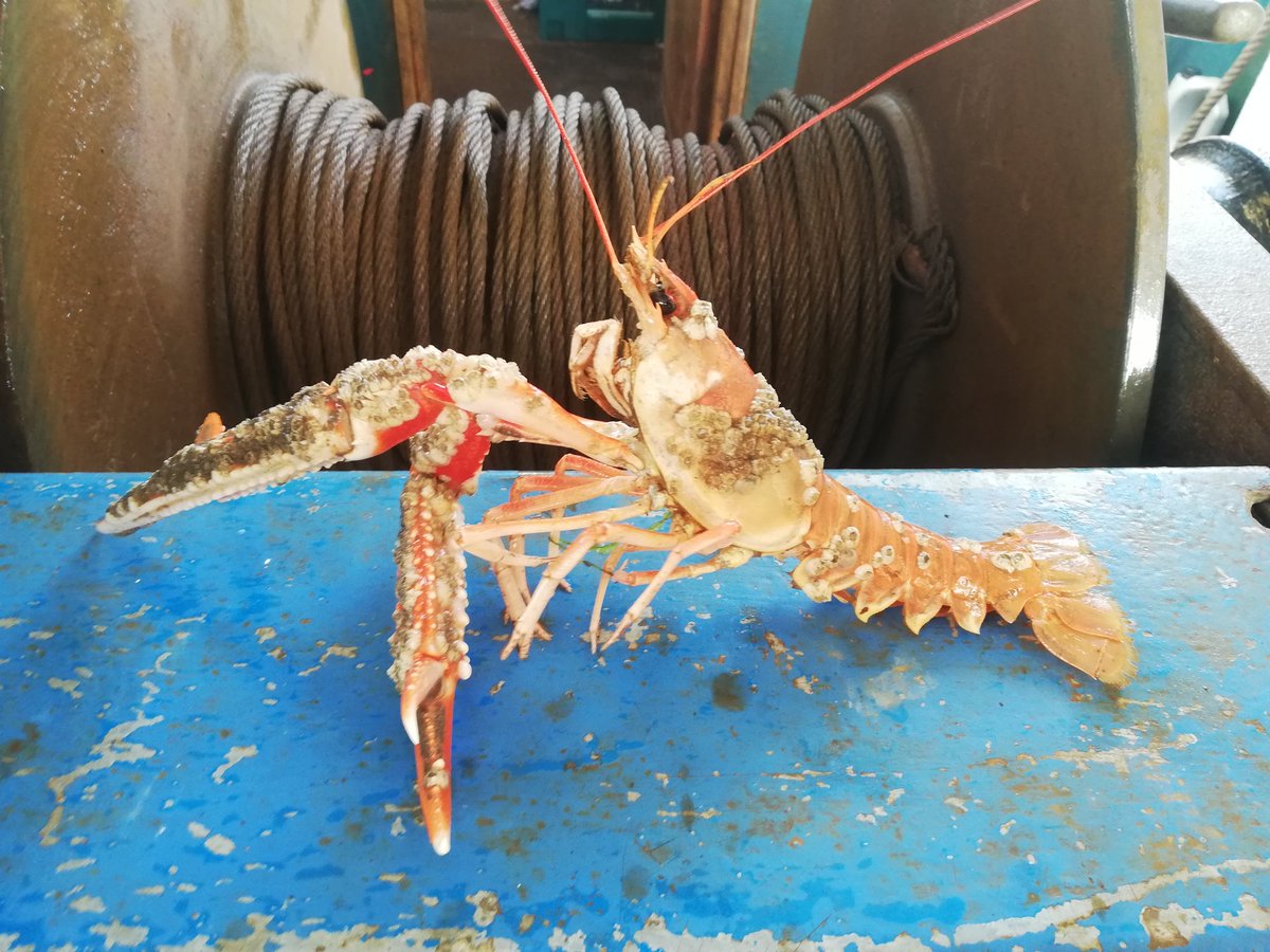 Miss_M_Martin's tweet photo. April 2019 sampling achieved! #nephropsnorvegicus #hematodinium #interhost @amaya_albalat Simon MacKenzie @grantstent @endomyxan @wightman70 @CefasGovUK @StirUni https://t.co/rEz3gVLHaa