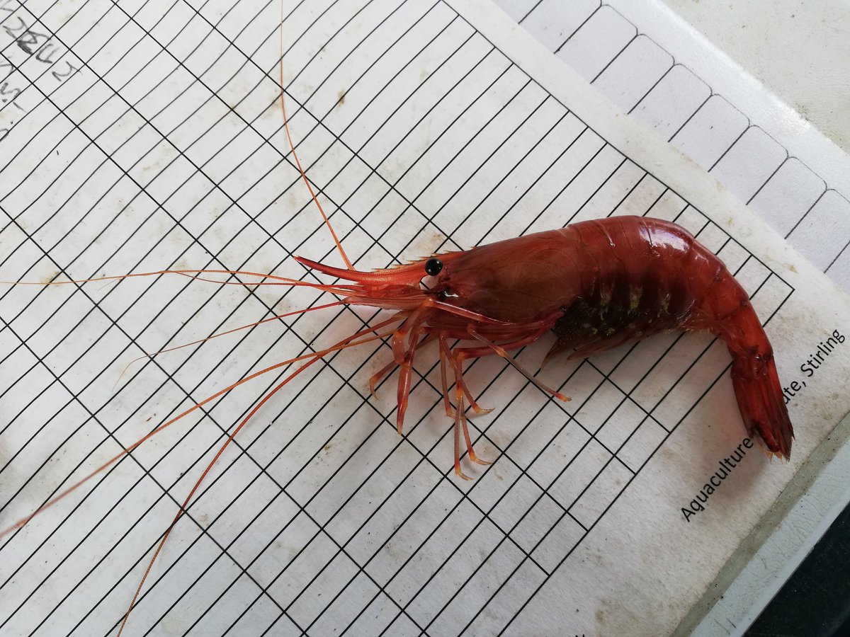 Miss_M_Martin's tweet photo. April 2019 sampling achieved! #nephropsnorvegicus #hematodinium #interhost @amaya_albalat Simon MacKenzie @grantstent @endomyxan @wightman70 @CefasGovUK @StirUni https://t.co/rEz3gVLHaa