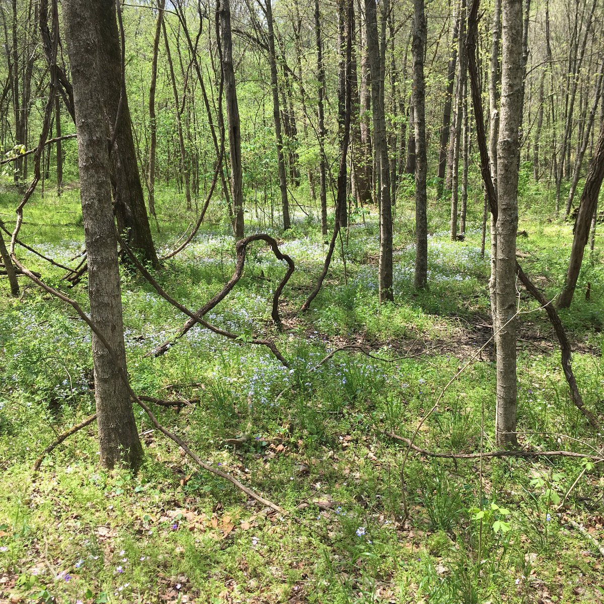 Springtime forest carpeted in blue eyed Mary (flower) and wild phlox.
