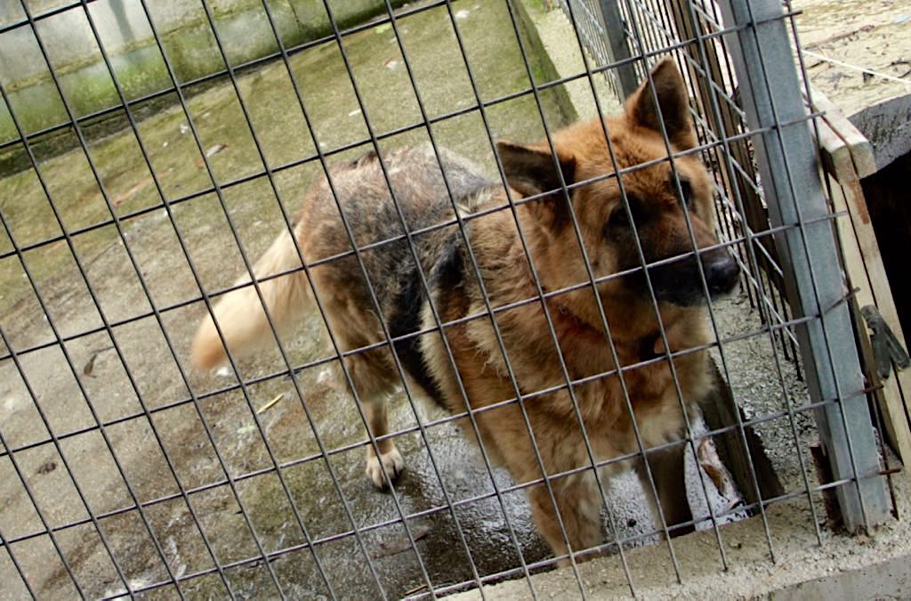 InDi_Can's tweet photo. Hay perros atados o en jaula día y noche, invisibles, cautivos, ignorados, que sufren frío extremo o calor sofocante, con atrofia muscular, torturados psíquicamente por un aislamiento que no les deja socializar ni moverse
En Galicia es DELITO
Denúncialo o cuéntanoslo! #SomosSuVoz https://t.co/zVXka8ZNB8