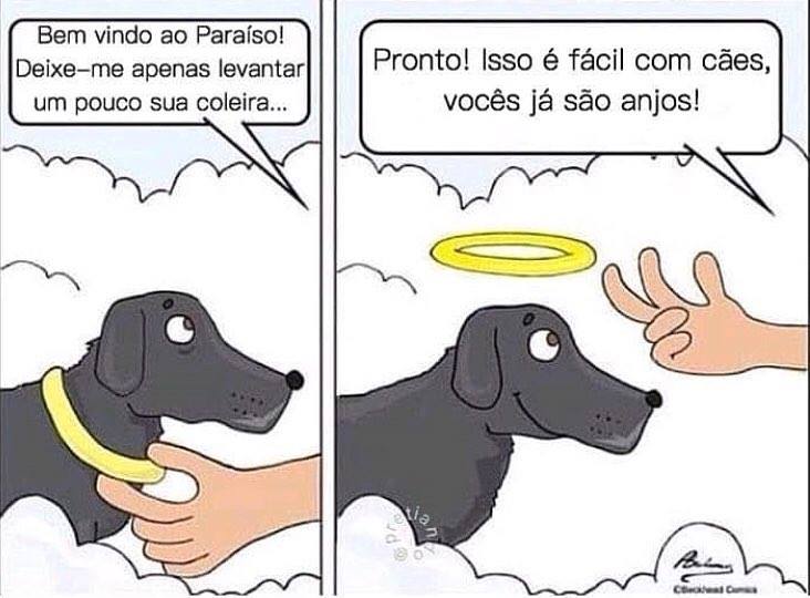 instituto_mapaa's tweet photo. #Mapaa #ProteçãoAnimal #ONG #ResgateAnimal #Adoção #Adote #NâoCompreAdote #AnimaisSãoAnjos https://t.co/IovfiU1R1o