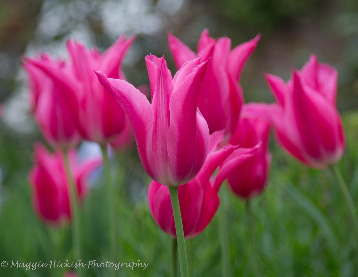 MaggieHickish's tweet photo. Spring flowers at #Mottisfont Gardens https://t.co/PbbjG6DoK7
