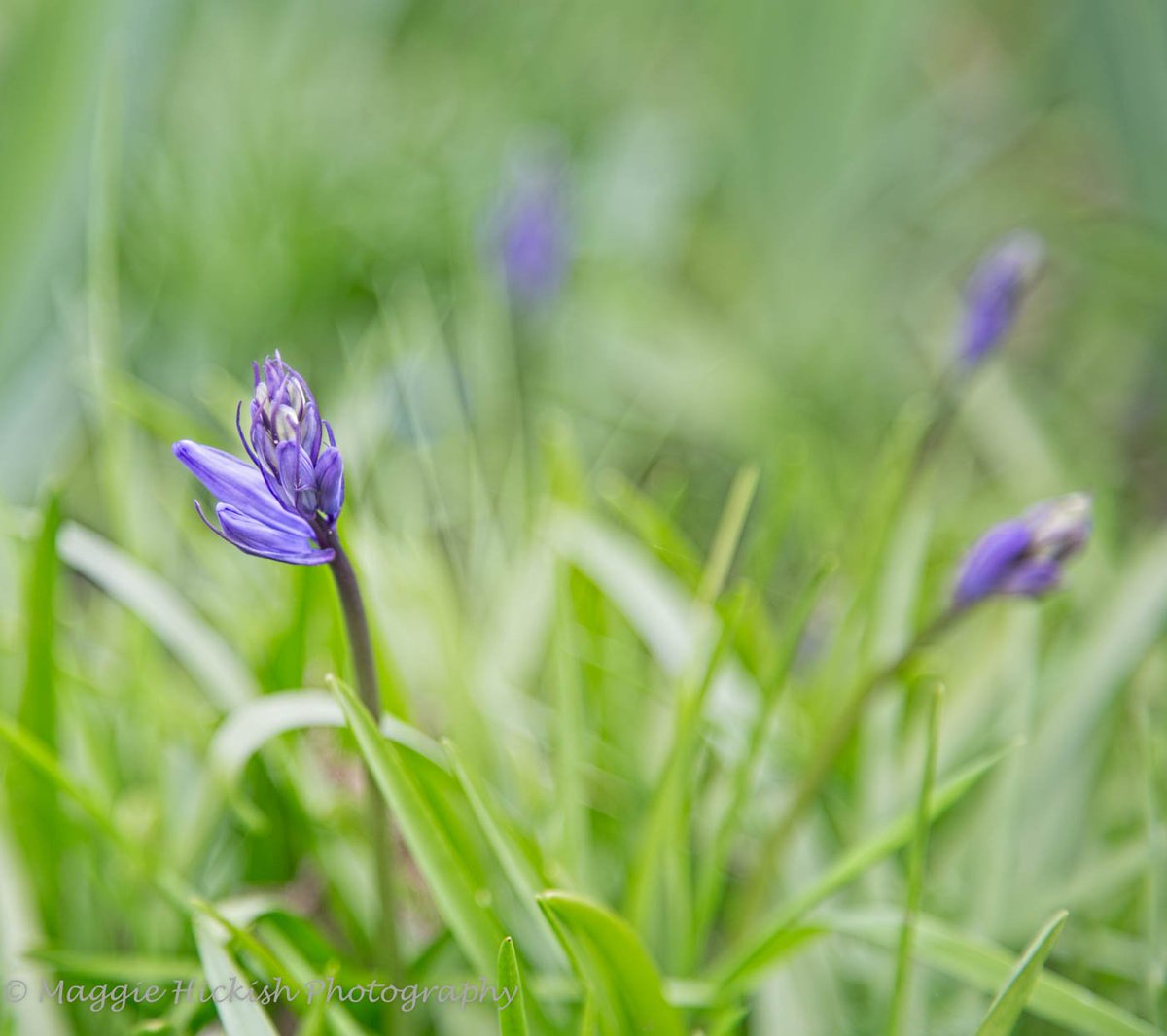 MaggieHickish's tweet photo. #sirharoldhilliergardens #romsey #Hampshire 
#SpringTime https://t.co/embI7Zln08