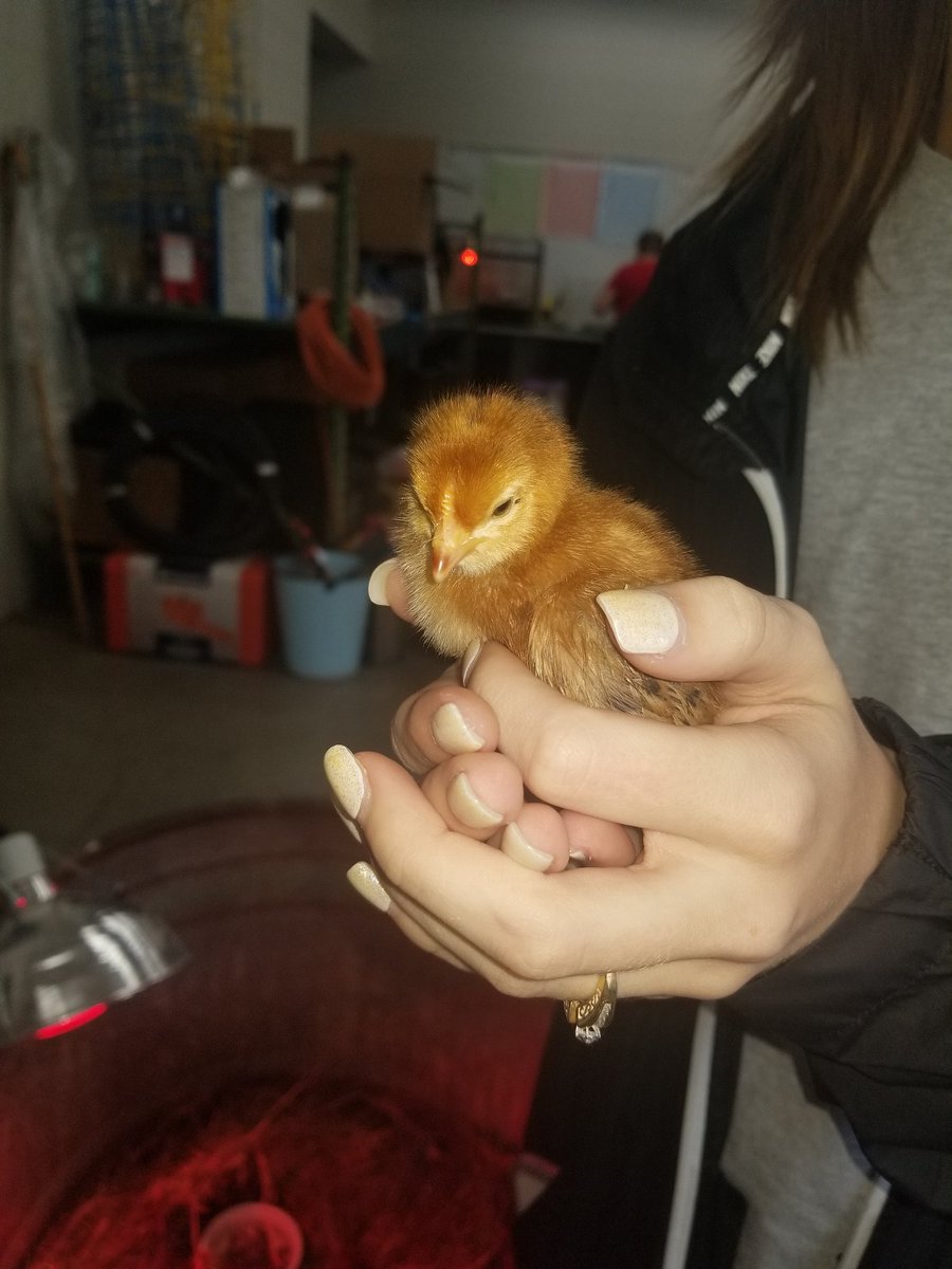 AWordyFox's tweet photo. When you visit the ag dept to check on the aquaponics, you have to see the babies...#chicks #cdhsffa https://t.co/vqsywfw2pG