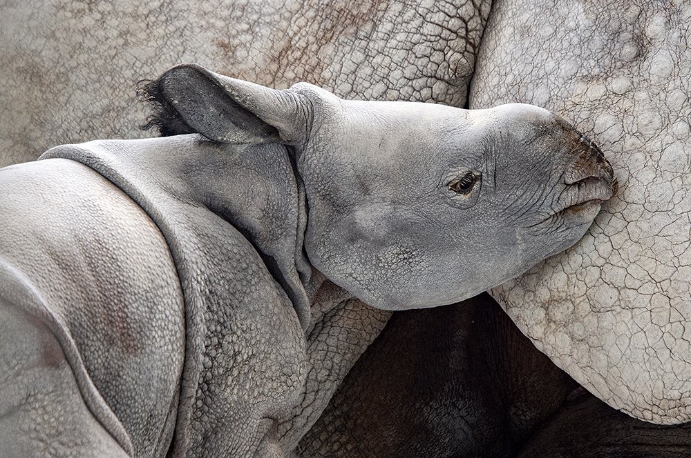 Сколько носорогов родилось в 2002 году. Носорог альбинос. Редкие носороги.