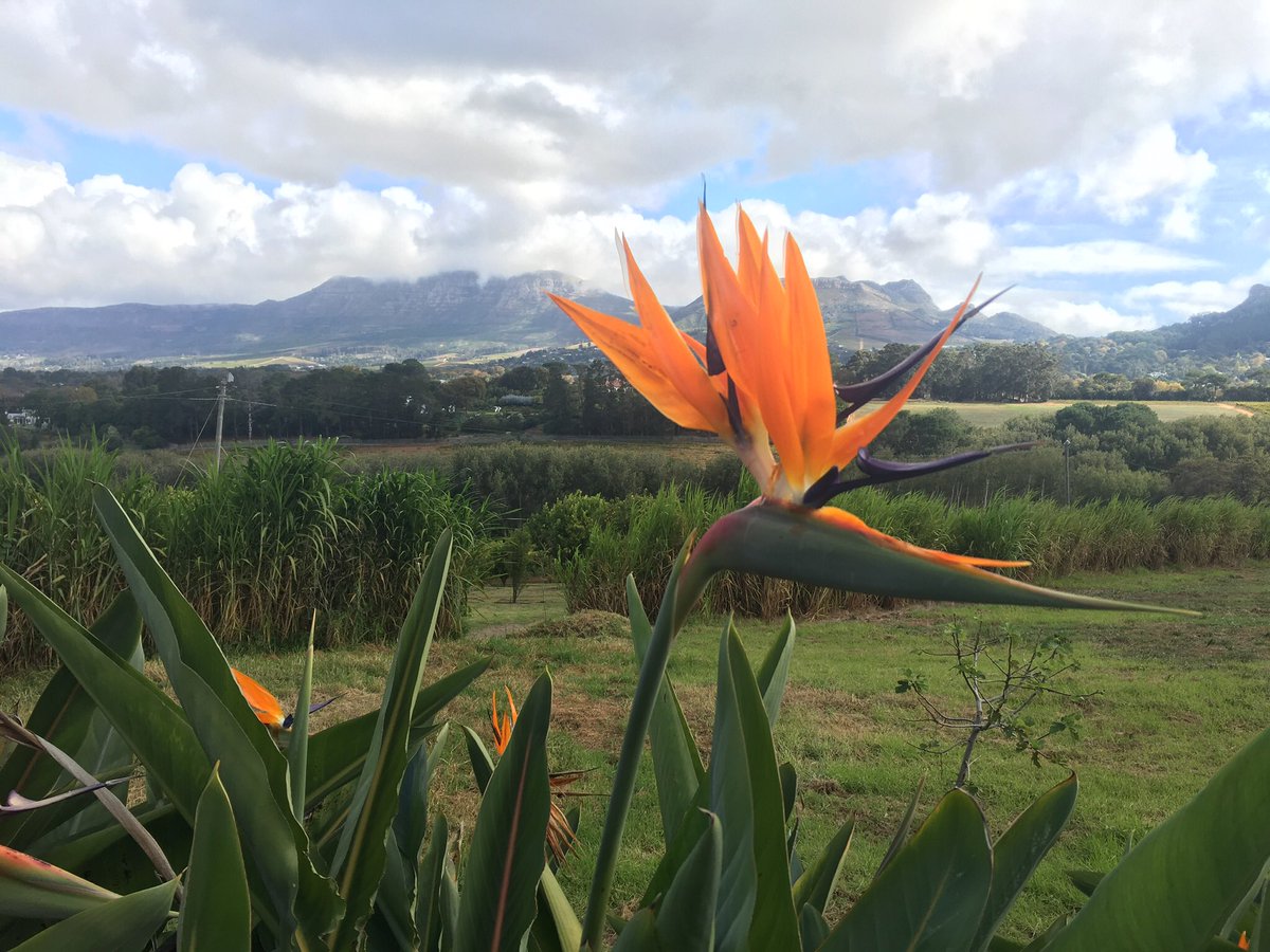 BuchuLife tweet media