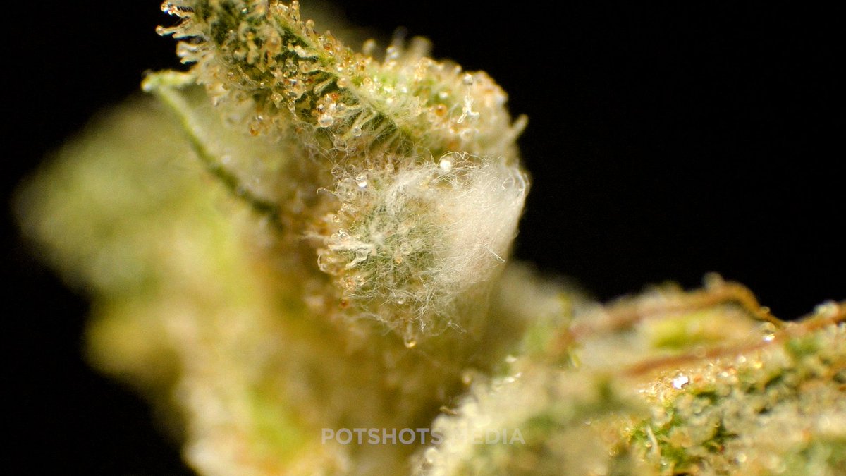 potshotsmedia's tweet photo. @MERRYJANE That serious ick 🤢. Unfortunately most mold patches are so small you can barely see it with the eye 🧐 https://t.co/l3y0U5khou