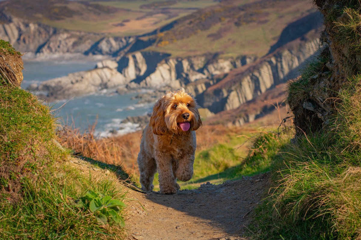 swcoastpath's tweet image. Please put your paws together for Poppy the Cockapoo, this year’s winner of our doggy photo competition! A great big shout out to our friends @Forthglade who are sending our winner a stash of great prizes including lots of tasty natural Forthglade goodies for Poppy to feast on!