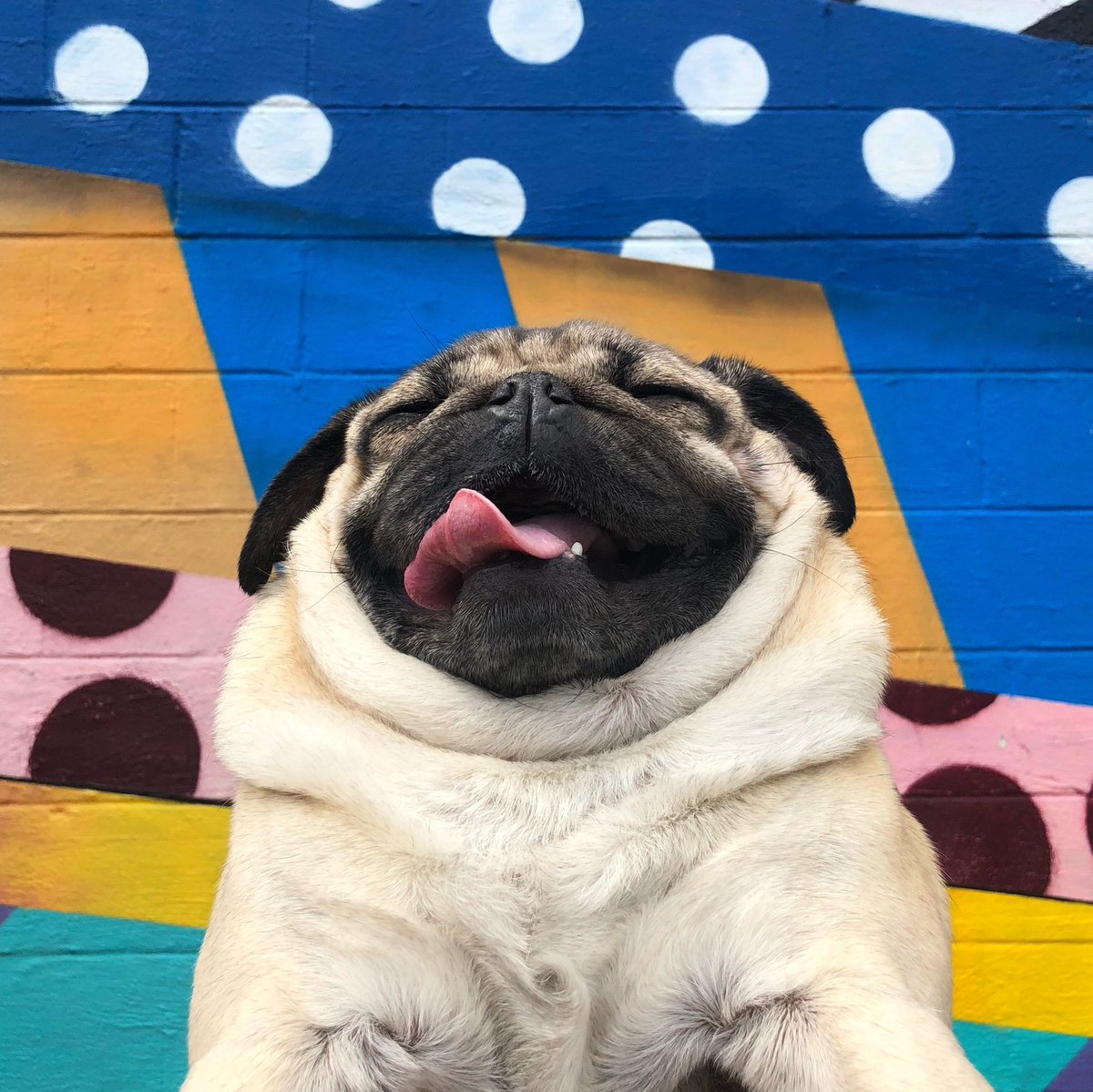 itsdougthepug's tweet photo. I hope ur as happy as a pug today https://t.co/DSTwYvkXZ1