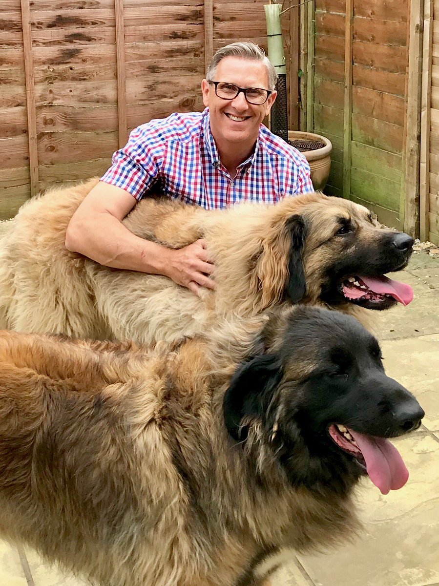 GraemeDogfather's tweet photo. If you’re gonna have a dog, might as well as have a big ‘un’. Or two.’ My new mates Tomsk and Oso from Sussex (Leonburger crosses, brothers).

Impressive,eh!

#Dogfather #dogtrainer #anydog #anysize #anyproblem https://t.co/QrWtne0dgj