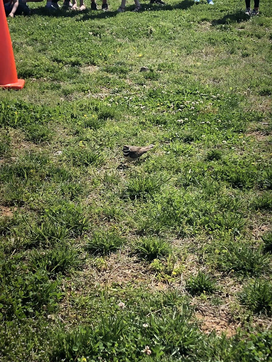 MayberrySarah13's tweet photo. Check out our budding scientist observing a bird protect her egg during recess! @pstrickland22 @MarvinWrightEle @mmwj76 @ashleeanne08 https://t.co/Olve1Yz3Uc