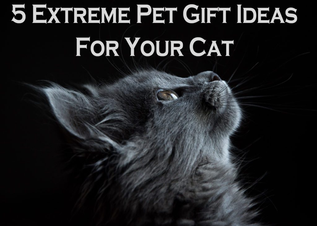 CatManiaNet tweet picture