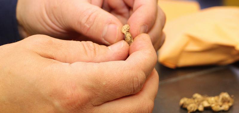 DYK that today's peanuts are 99.96% genetically identical to their 10,000-year-old ancestors? Here's how researchers are using peanut's genetic map to breed new varieties without GMO. ow.ly/r3aE50rrPdk #WednesdayWisdom