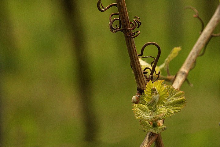 Bioriesling's tweet photo. #Riesling #austrieb erfolgt durch die #Klimaerwärmung wieder zu früh.
https://t.co/aRkeUk71mW https://t.co/dtJiXslbRn
