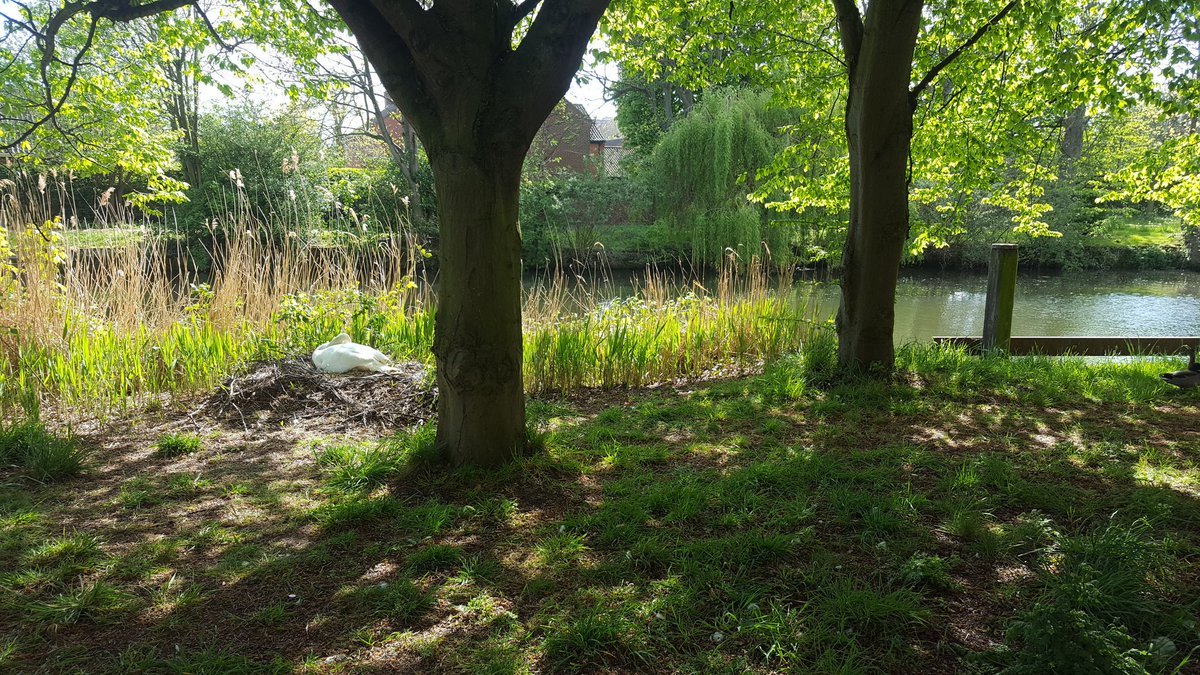 JacksonOpie's tweet photo. Had a nice walk along the river today while heading back from a workout! Lovely stuff.

#nature #fitness #WildlifeWednesday https://t.co/nfZT2e8fcf