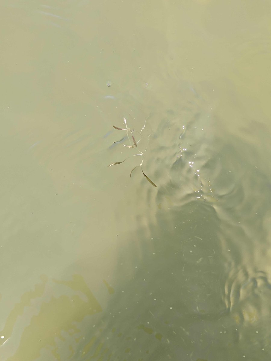 Pedologist's tweet photo. Halophila johnsonii (Johnson's seagrass) is a threatened species that does not sexually reproduce. Vegetative fragments break off when rays or other disturbances occur.  Fragments settle elsewhere and grow. https://t.co/zBDLnbiU9B
