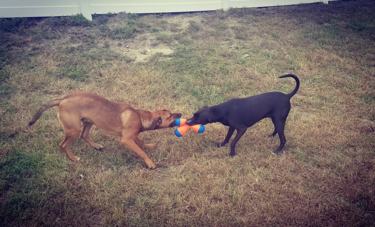 LlcTails's tweet photo. Tug of war...who will win?
#TwoTailsLLC #Dog #petsarefamily #newhampshire #massachusetts #dogsofmassachusetts #dogsofnewhampshire #dogsofnh #dogsofma #dogwalking #dogwalkingbusiness #dogwalkingservices #dogwalkingnh #dogwalkingma #dogboardingnh #veterans #vets https://t.co/yhKLLjm2Yx