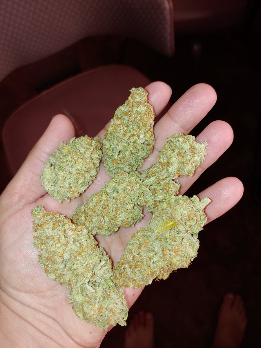 onebaddogg's tweet photo. Hippie crippler  #dabstars #dabstar #hightimes #highsociety #topshelflife #potheadsociety #buds #dank #stayblazed #stayhigh #nuglove #stoner #weedreup #dabs #errl #dabwars #dabclub #thc #weedstagram #weed #plantlife #chronic #420 #710 #pnw https://t.co/usVI17BMsg