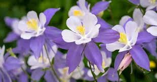 MagicalNinja73's tweet photo. Colrumbine #DrunkFlowers https://t.co/z1ppdIRJAD