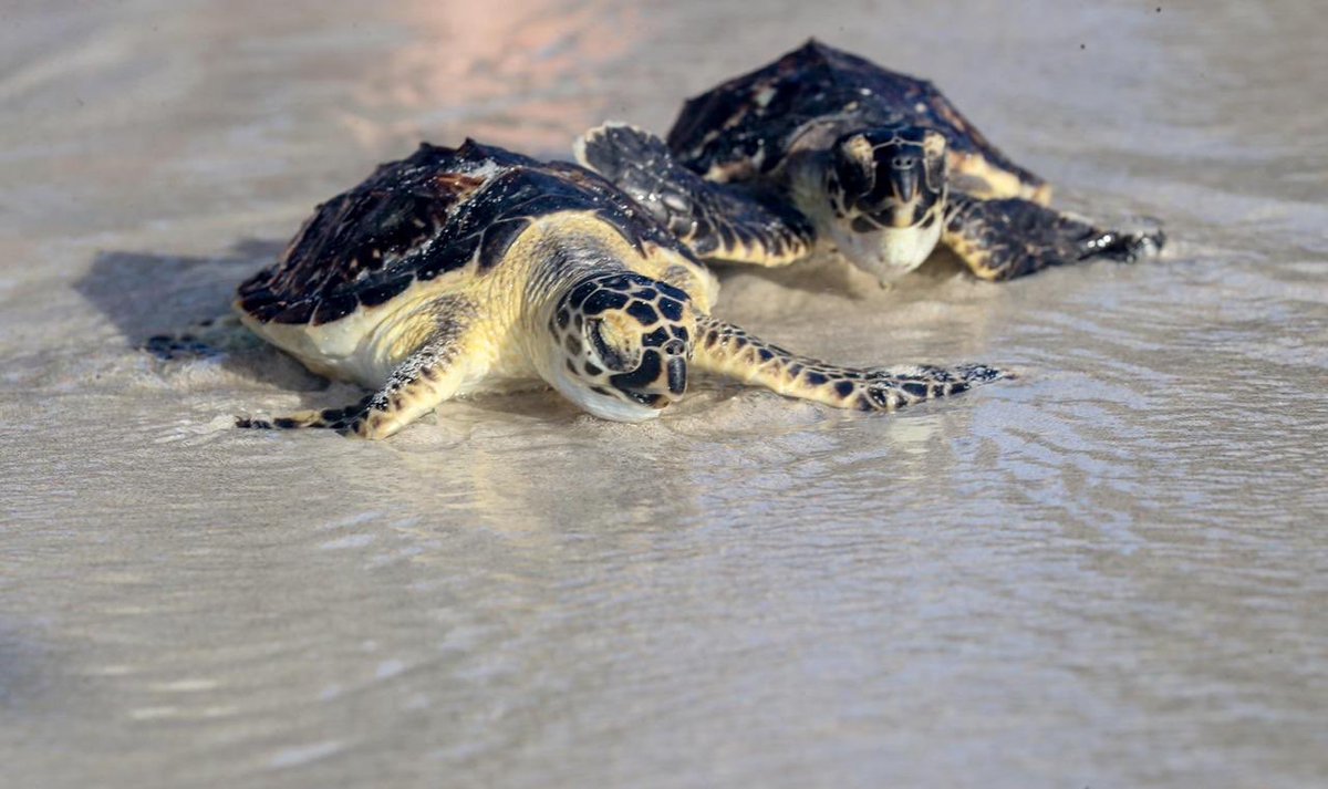 EADTweets's tweet photo. If you come across any stranded or injured turtles, please inform us by calling the Abu Dhabi Government Call Centre on 800555. https://t.co/KN5thxIXCv