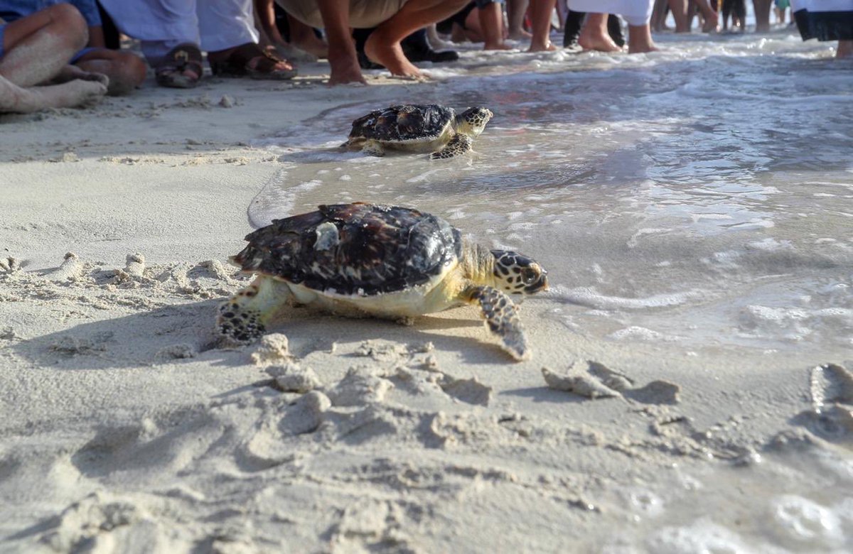 EADTweets's tweet photo. If you come across any stranded or injured turtles, please inform us by calling the Abu Dhabi Government Call Centre on 800555. https://t.co/KN5thxIXCv
