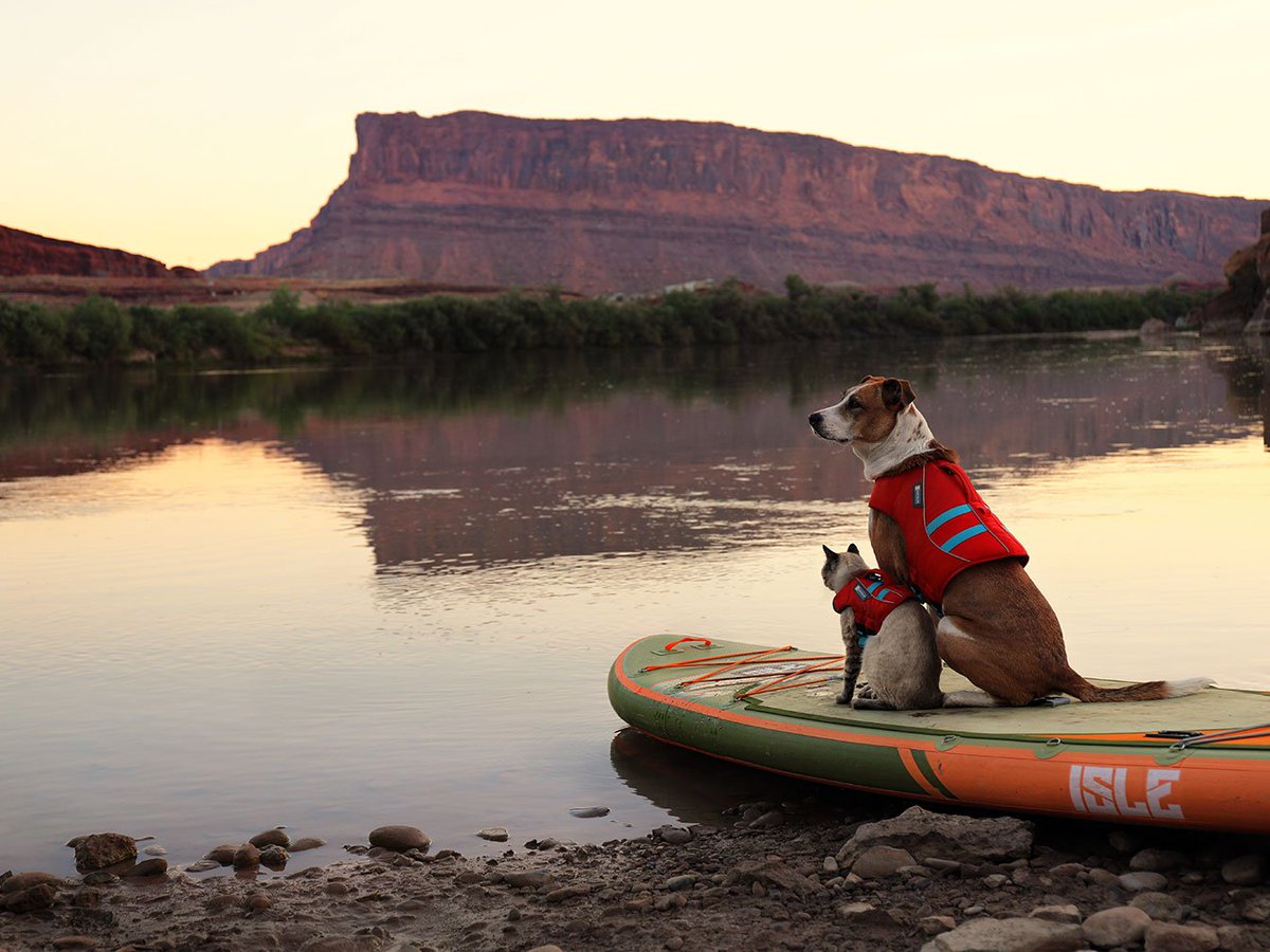 isleboards's tweet image. Now it's a paddle party! 🐾 @Henrythecoloradodog
#ISLEsup #paddleoarding #SUPpups #paddleboardingdogs