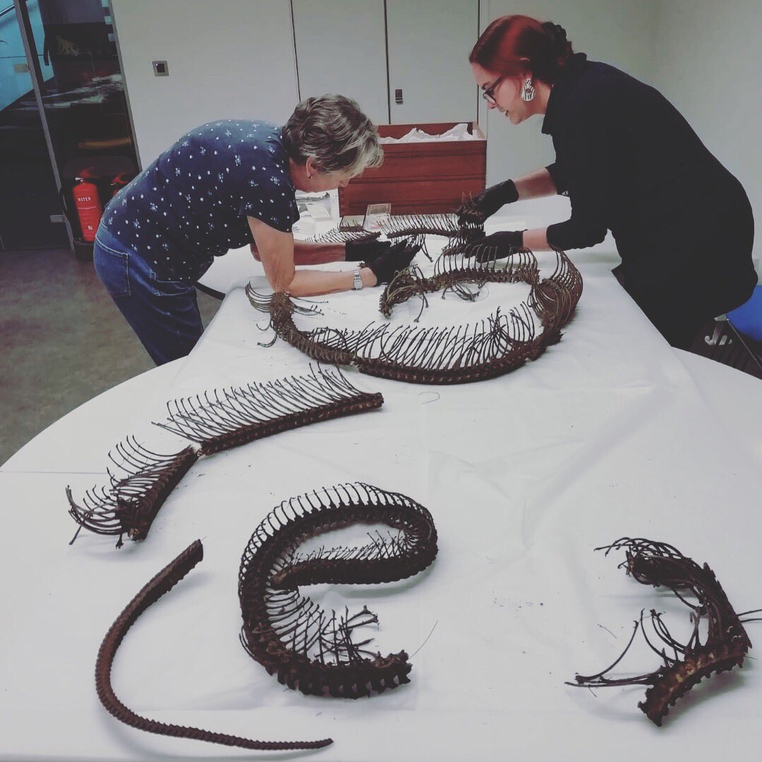 nautilusnat's tweet photo. Snake jigsaw! Laying out this reticulated python in readiness for the new reptile displays #ComingZOOn #python #conservation #jigsaw https://t.co/ZaCWdpDUa5