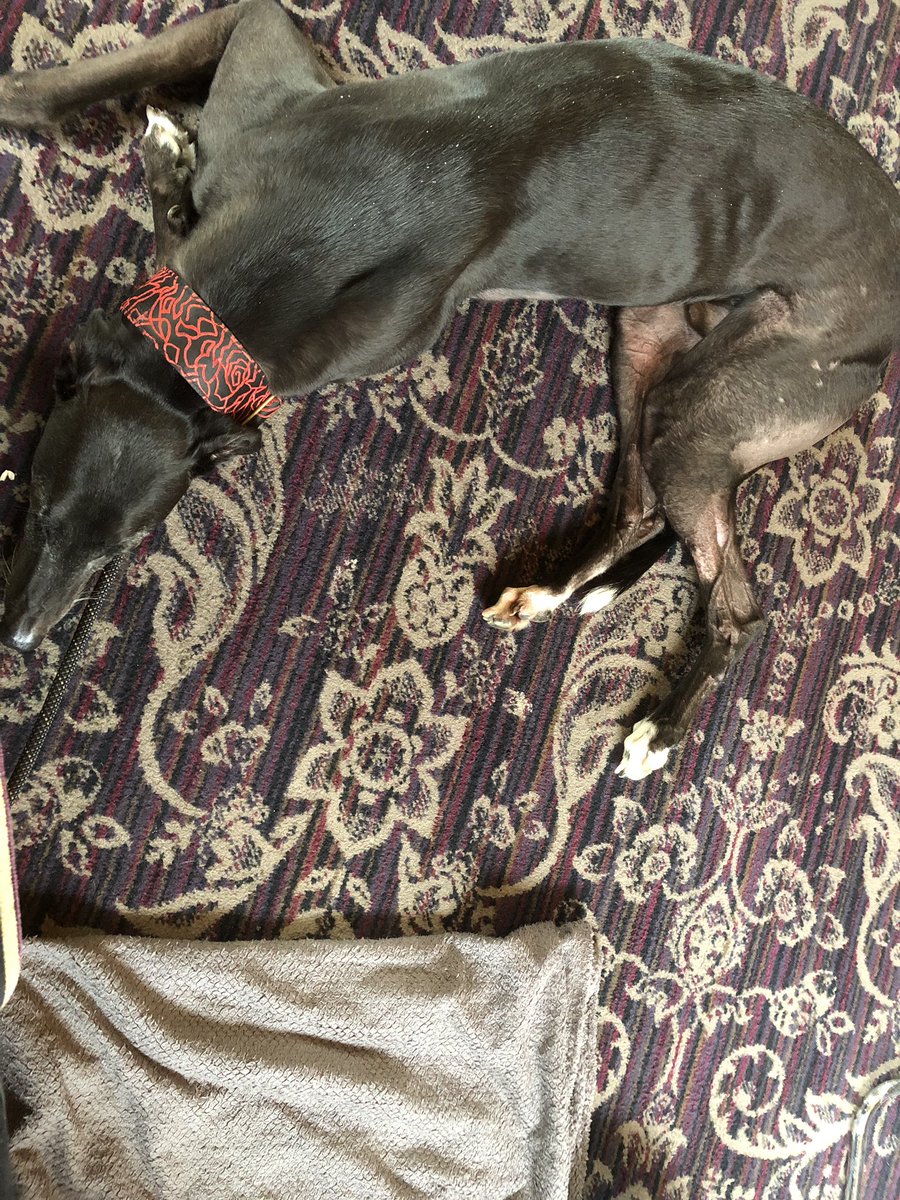 therealfurbi's tweet photo. I am Ronnie. I make my humans bring a blanket for me when we go out, I won’t lie down without it... I also won’t lie down on it.. haha haha #notbedfail #houndsoftwitter #greytpets https://t.co/HXS3ZaAilD