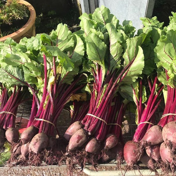 Ballymaloe's tweet photo. First picking from the glasshouses @BallymaloeCS of multi-seeded organic beetroot #multiseeded #beetroot #beetroots You can’t beat these delicious roots! #farmtofork #earthtoplate #ballymaloecookeryschool https://t.co/9d6ObtfOdT