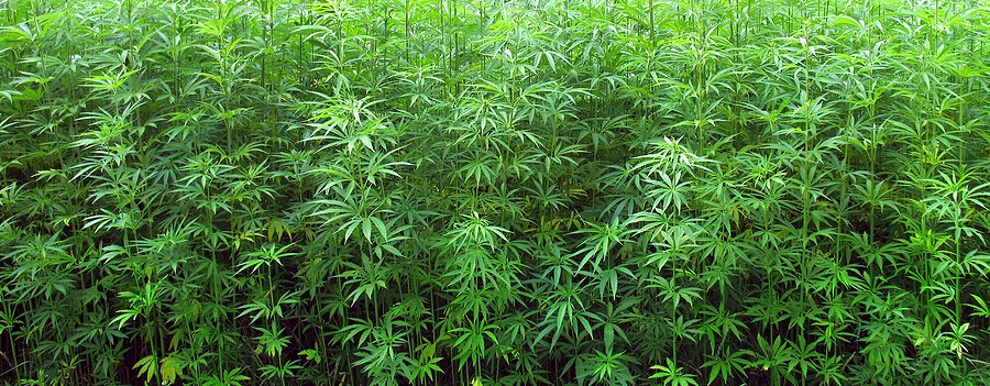 hallaboutafrica's tweet photo. Uganda sending its first shipment of medical marijuana to Canada in June, worth US$160million. The door is gradually opening to legalised marijuana throughout Africa.  https://t.co/xGcT5jv8Tf https://t.co/Wxnbo7efaE