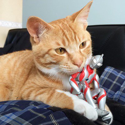 Rescue Kitten Gets an Unusual Friend to Grow Up With
A Japanese family rescued a tiny 3-day-old kitten who was found without his mom and siblings. They took him home and gave him an unusual friend to grow up with.
CLICK to view > bit.ly/2hNaXnc?utm_ca…