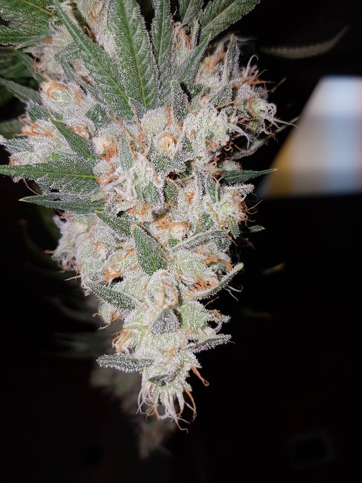 Simply, the Best #Bud🌿

#SpadyBud #BestQualityGardens #BQG #Cannabis #Marijuana #Weed #Kush #Ganja #MaryJane #Hemp #Pot #Washington #WA #CannabisCommunity #CannabisCulture #WeedPorn #Weedstagram #CBD #THC #Stoner #I502

I-502 Compliant.