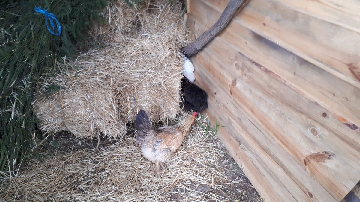 sradjy's tweet photo. I think there's a chicken speakeasy in the corner of the barn behind the mountain of hay #alaqueueleuleu #chickenstories #farmlife https://t.co/TffqEC4iRz