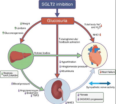 Инглт 2. Sglt2 механизм действия. Ингибиторы sglt2 механизм действия. SGLT 2 inhibitors mechanism of Action. Натрий-глюкозный котранспортер 2-го типа.