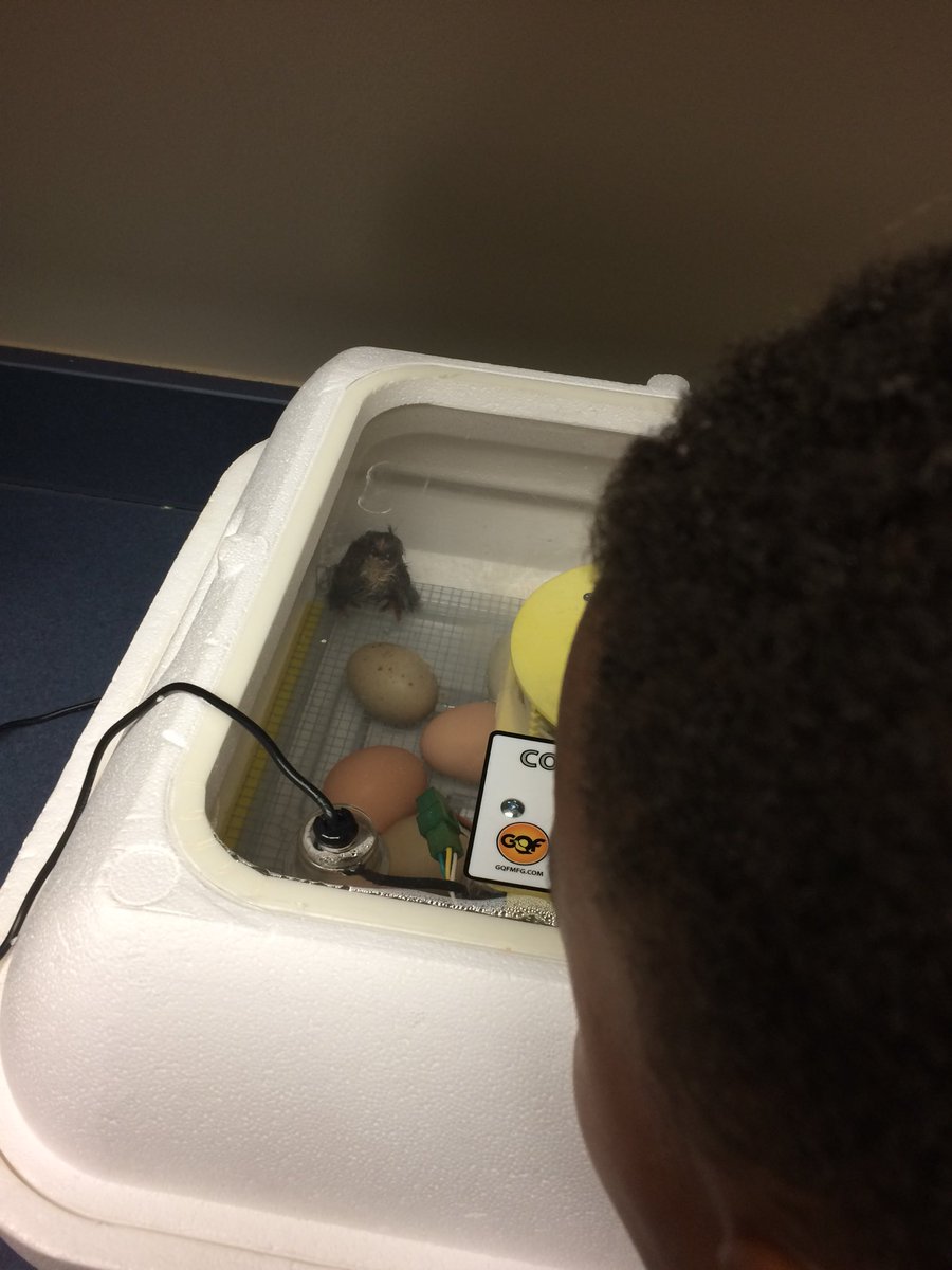 lisaporito's tweet photo. It’s happening!!! Our first chicks have hatched, with more on their way! Our 1st graders are so proud and excited!!! #MinshewGrit2Great ♥️😘 #MyMISD #animallifecycles #gotchicks https://t.co/fnxLQvHLkU