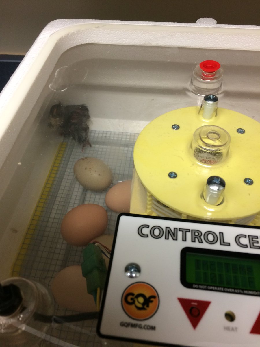 lisaporito's tweet photo. It’s happening!!! Our first chicks have hatched, with more on their way! Our 1st graders are so proud and excited!!! #MinshewGrit2Great ♥️😘 #MyMISD #animallifecycles #gotchicks https://t.co/fnxLQvHLkU