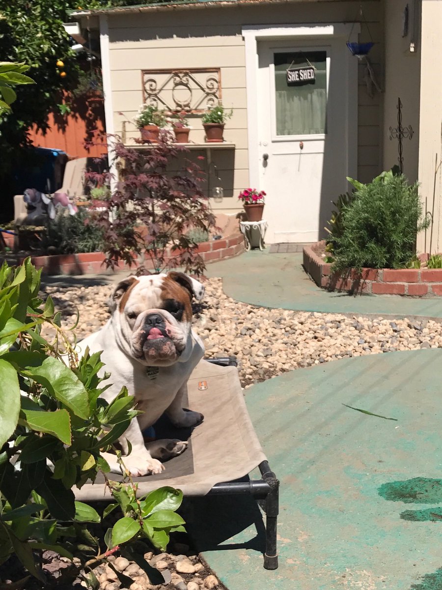 EddiesMum5's tweet photo. Happy Wednesday with a belated TOT ,Ma's on home vacay for 10 days #imamommasboy #dogsoftwitter https://t.co/93KeRzfOIR