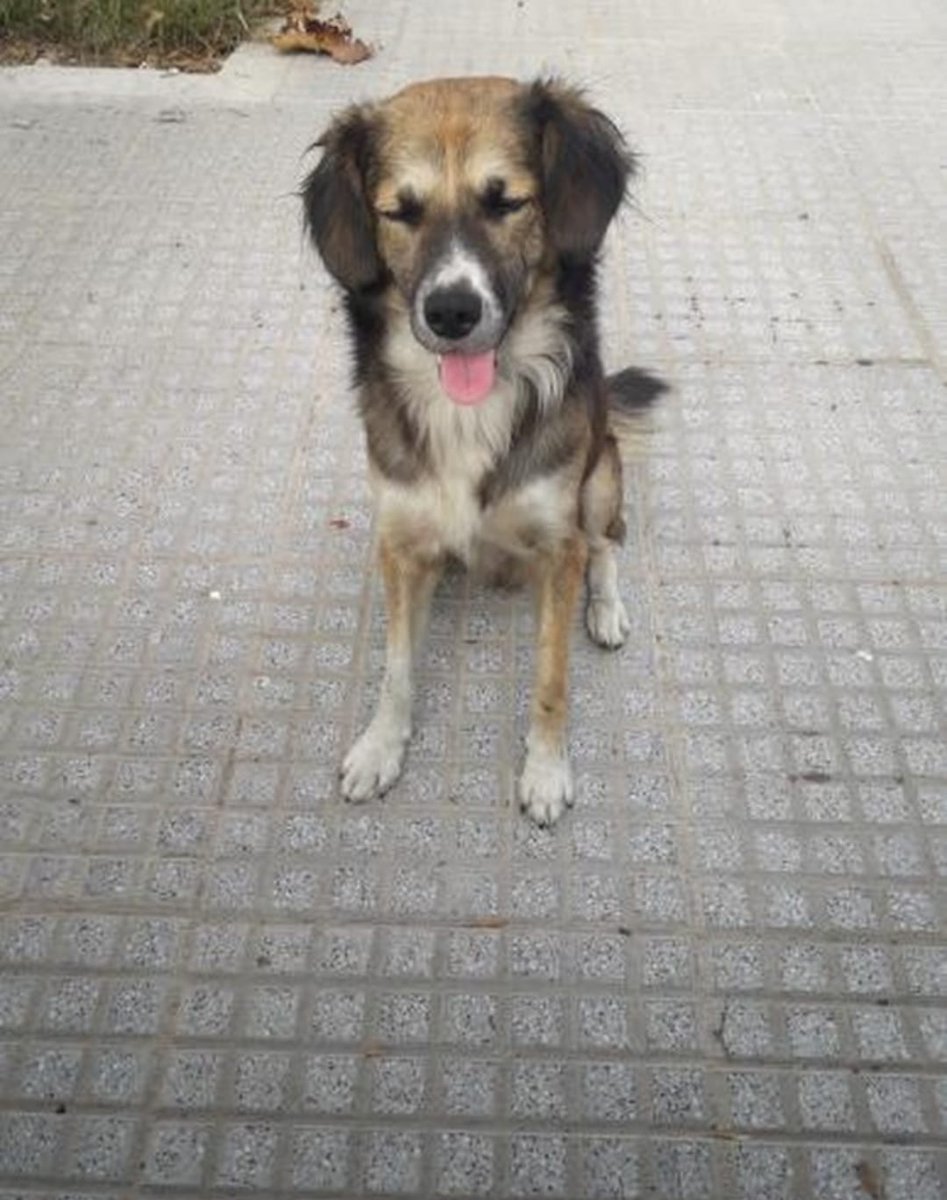 XFAVOR UN TRANSITO 🙏Cansado de caminar entre la gente y q  nadie lo mire, se metió en una pelu canina del barrio.
Esta super cansado y triste y al ver a un niño en el local se acostó junto a el y se quedo dormido..VILLA LURO MONTE CASTRO contacto FACE Laura Smeail <a href="/MarianoOses/">Mariano Osés Martelli</a>