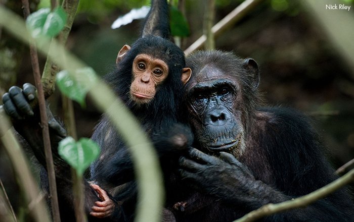 Reminder: "No one anointed us rulers of this kingdom. It's not ours to own. We are simply one of the animal species on our planet. Not separate. Not superior" - Dr Jane Goodall.  #chimplygood