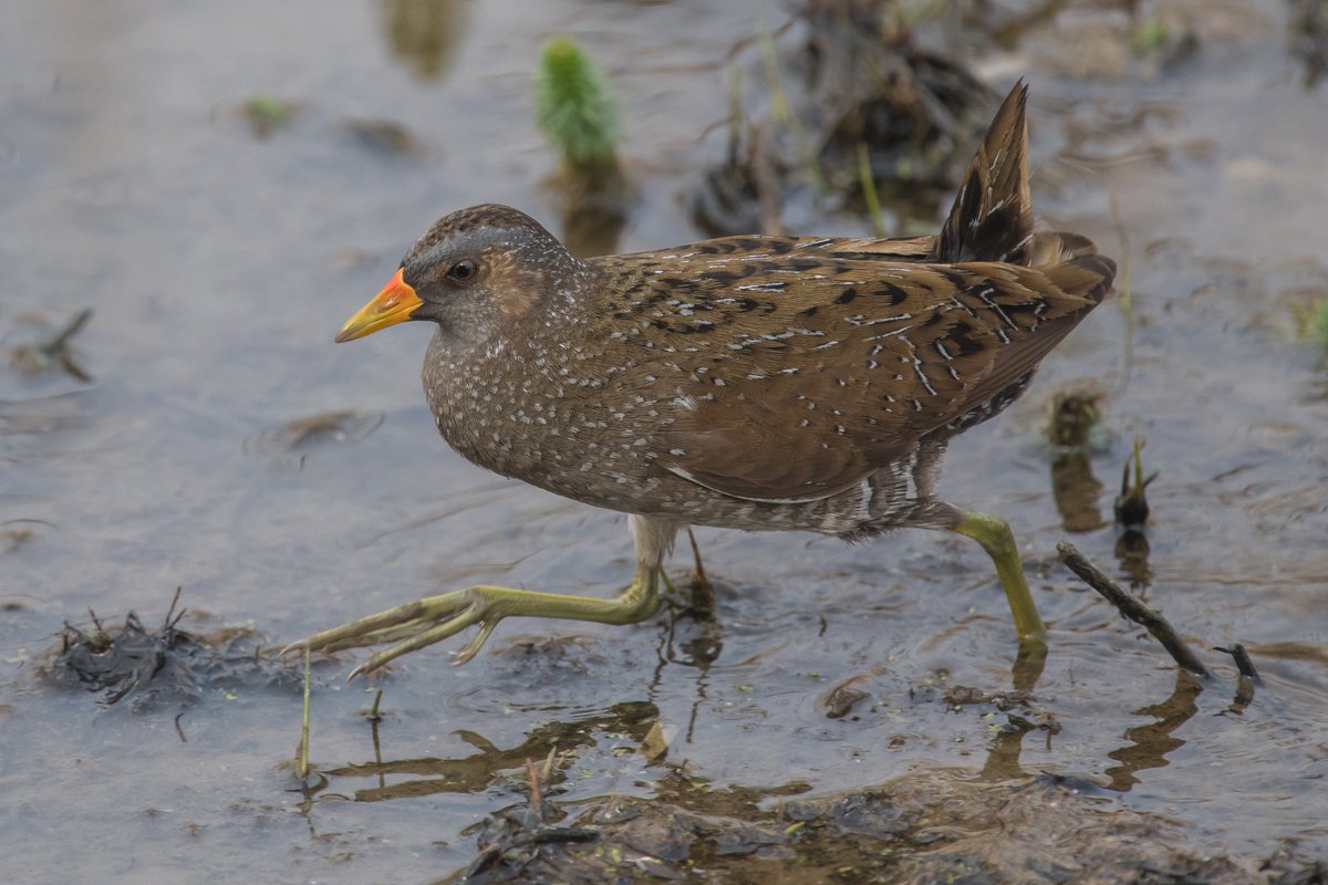 axbret's tweet photo. @clevelandbirds spotted crake today.saltholme https://t.co/8ufPYnyC40