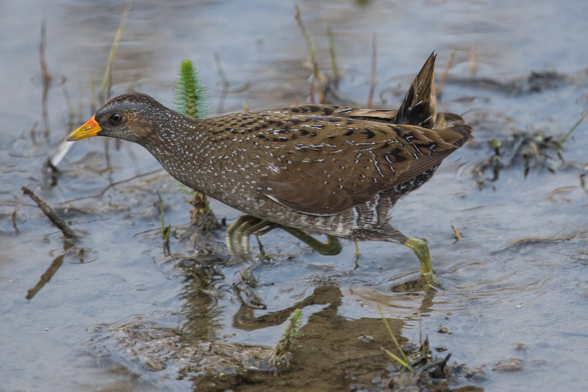 axbret's tweet photo. @clevelandbirds spotted crake today.saltholme https://t.co/8ufPYnyC40
