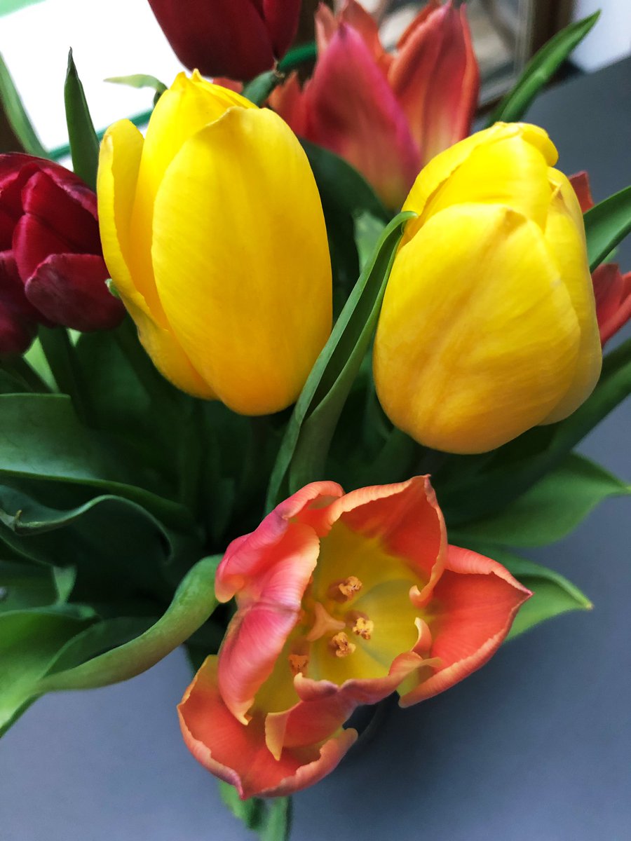 jamesenjoyrelax's tweet image. Our tulips coming to life nicely!! 😊👍 a #lovelygiftfromfriends - the copper penny we were told to plop in the vase is working to keep them perky, too! 😎👍💐🌷🌸🌼 #goodtip #WednesdayWisdom