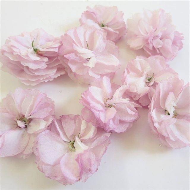 美和田屋 Di Twitter 八重桜のドライフラワーを美和田屋楽天市場店にupしました 最近桜の押し花が人気ですぐ売れちゃうのですが外国の方からも引き合いがあります 今の季節外国の方にとっても 日本 桜らしいです T Co S4ycrcwld4 T Co Qvg8zwwo5l