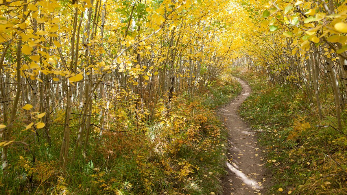 NedTrails's tweet photo. Check out this recent @OutsideMagazine article featuring NATO: https://t.co/TfzuRluRjl Colorado's Singletrack Wars have hit the Ned area hard https://t.co/LtPcdKeWxN