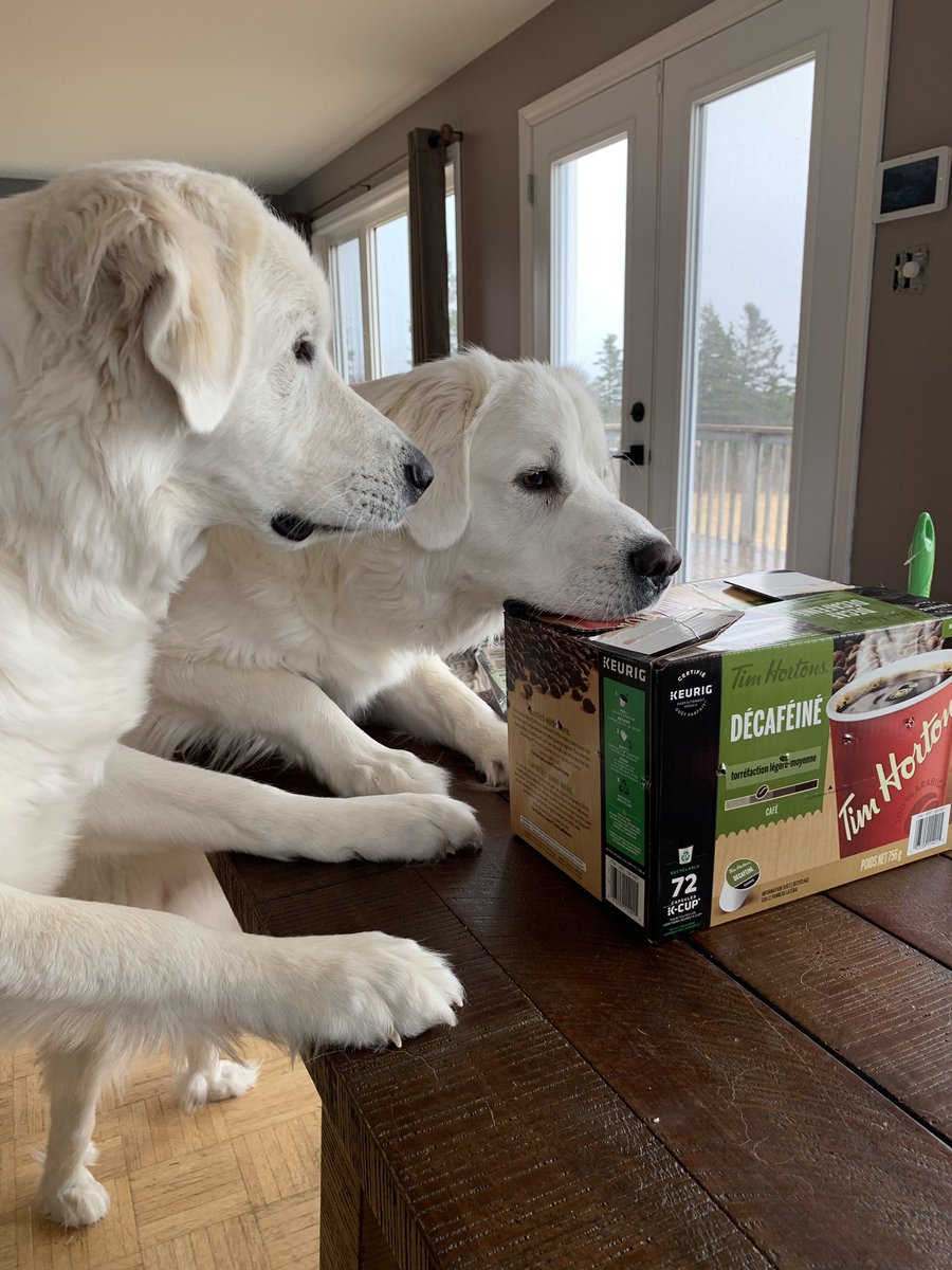 CourtneySnow222's tweet photo. They arenโt ready to see half their chicks go ! ๐พ
#greatpyrenees #chicks #chickens #homesteading #readyforpickup https://t.co/ozp0LZPgN4