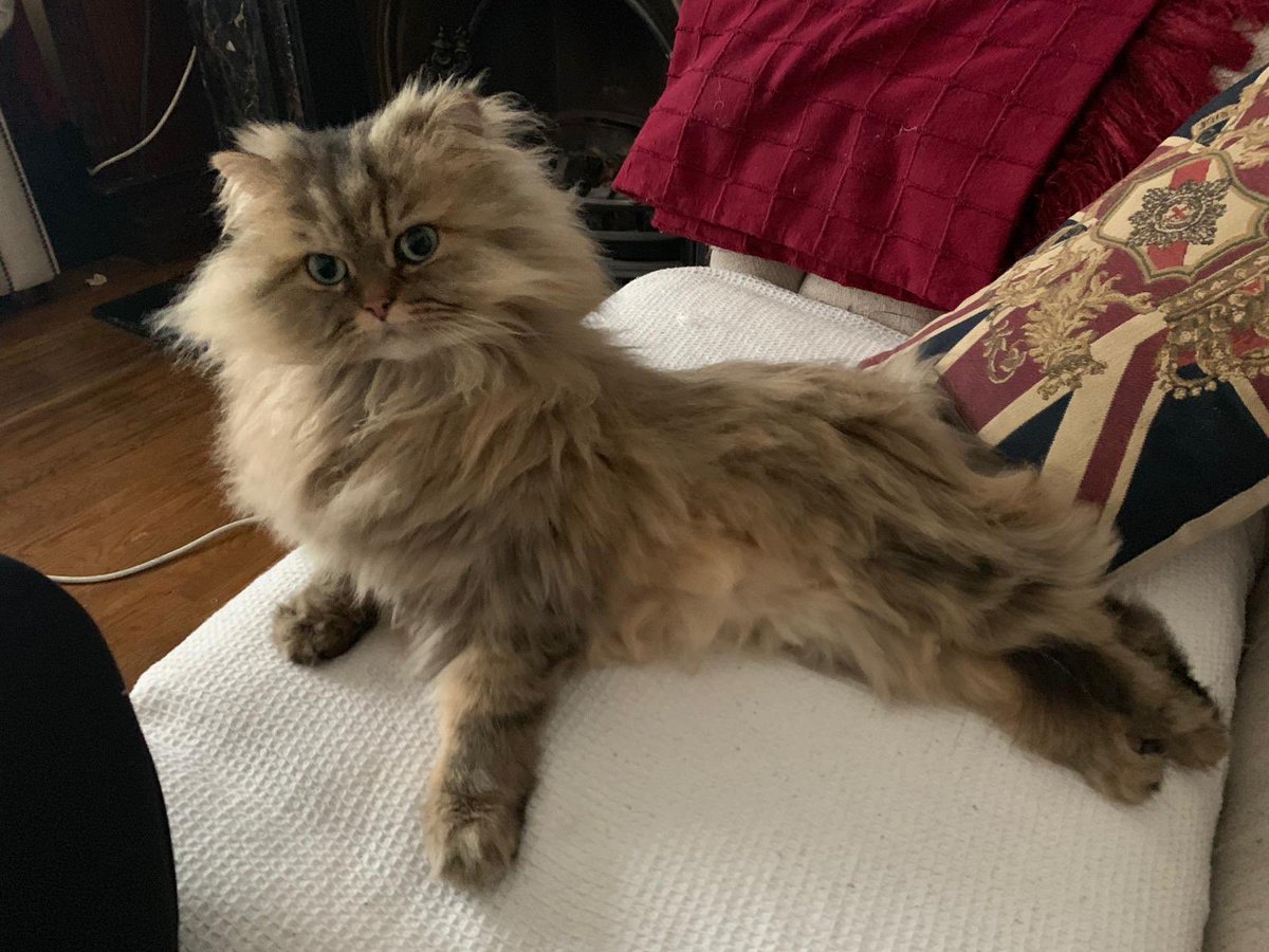 AndrewDowson's tweet photo. Little tiger ๐
donโt mess with him. #MrFoo https://t.co/SR9HGi86C0