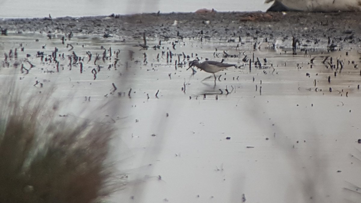 AndyBunting's tweet photo. It's that time of year when #patchmadness can take hold. I'm not even doing #pwc2019 but still managed ~12 hours on site, 82 species and 2 year ticks. #WoodSandpiper https://t.co/OCpH9vp0sV